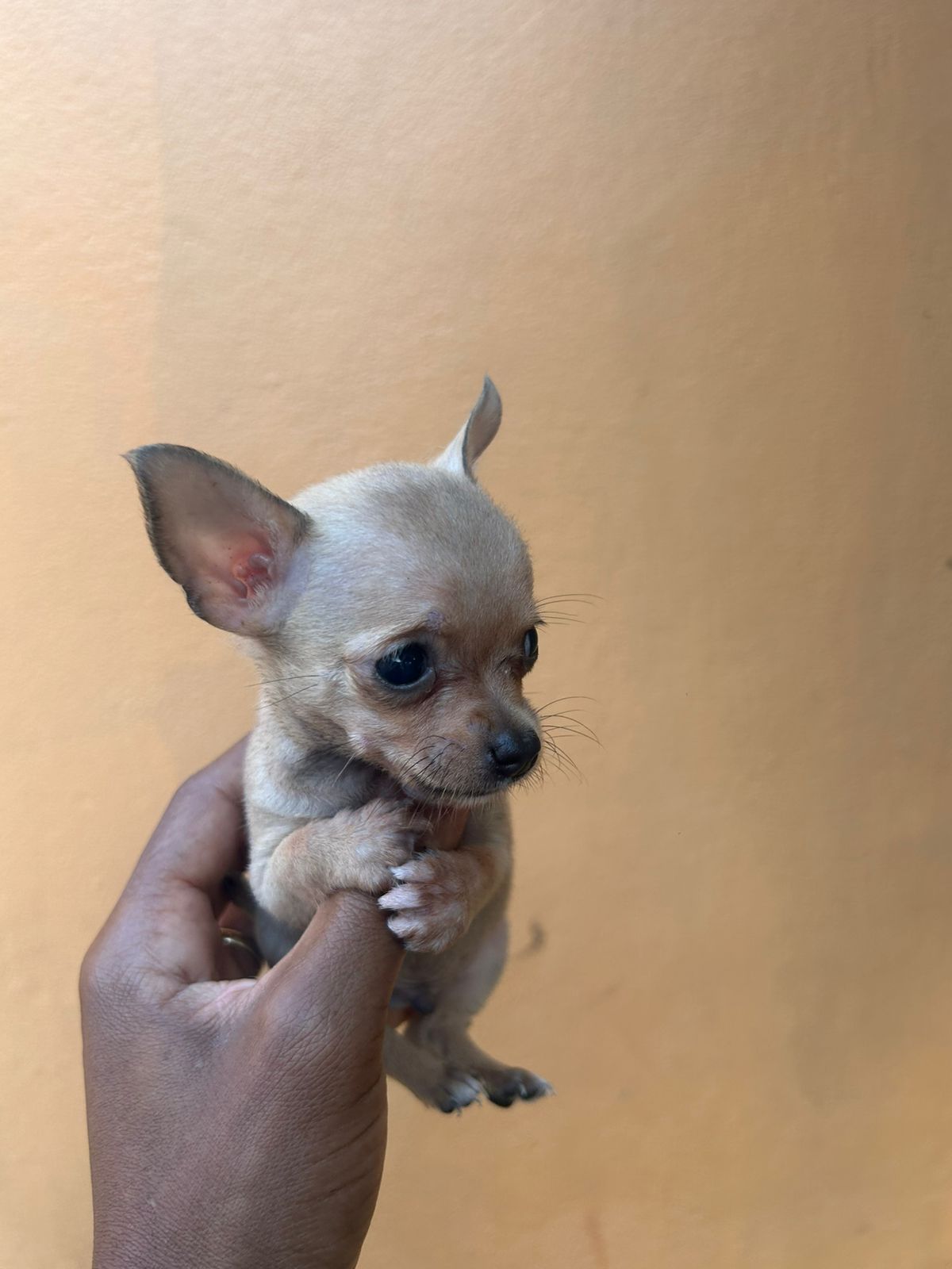 OFERTA CACHORRO CHIHUAHUA AMBOS SEXO EN SANTO DOMINGO CON SU VACUNA AL Foto 7297911-4.jpg