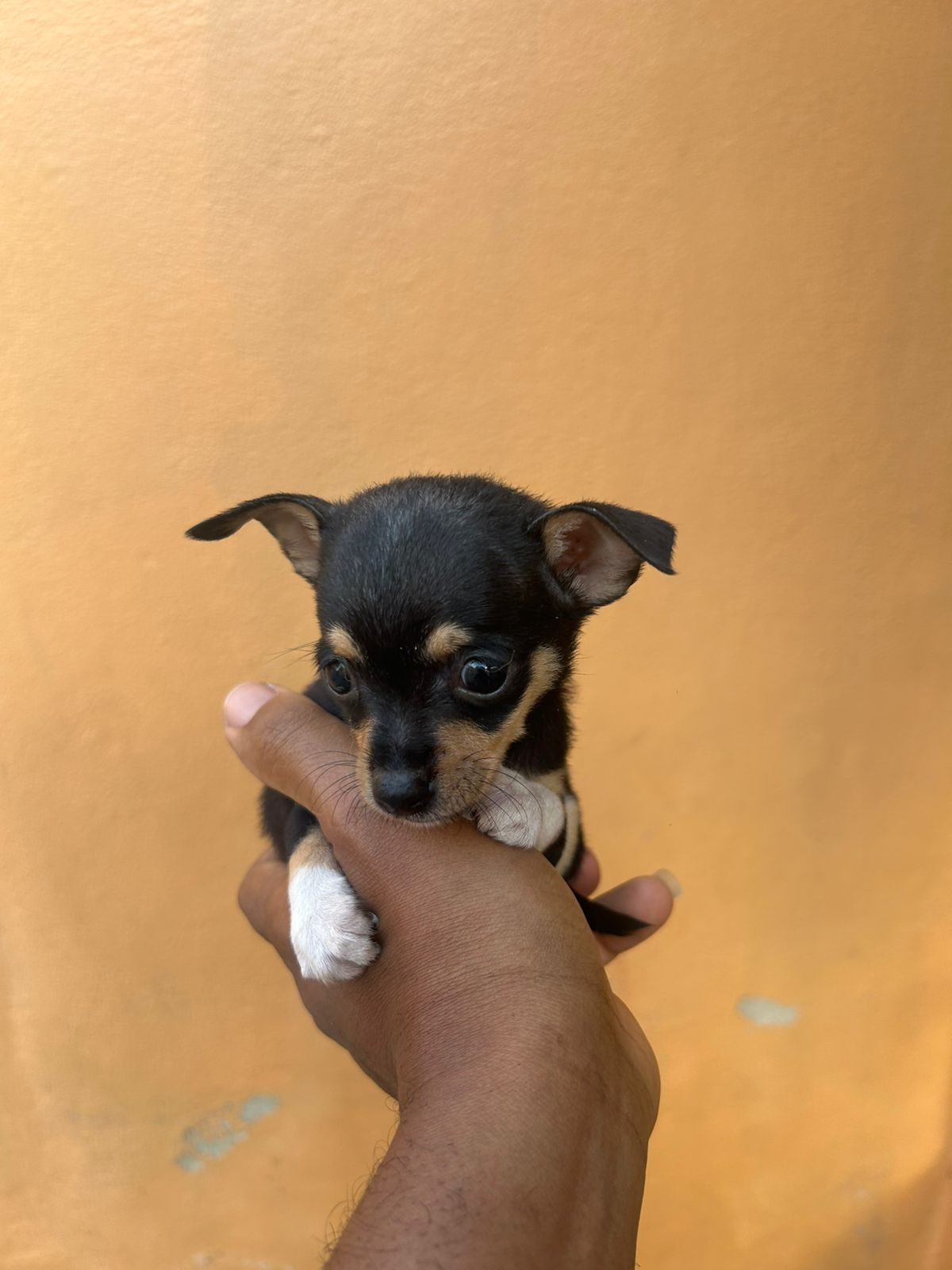 OFERTA CACHORRO CHIHUAHUA AMBOS SEXO EN SANTO DOMINGO CON SU VACUNA AL Foto 7297911-5.jpg