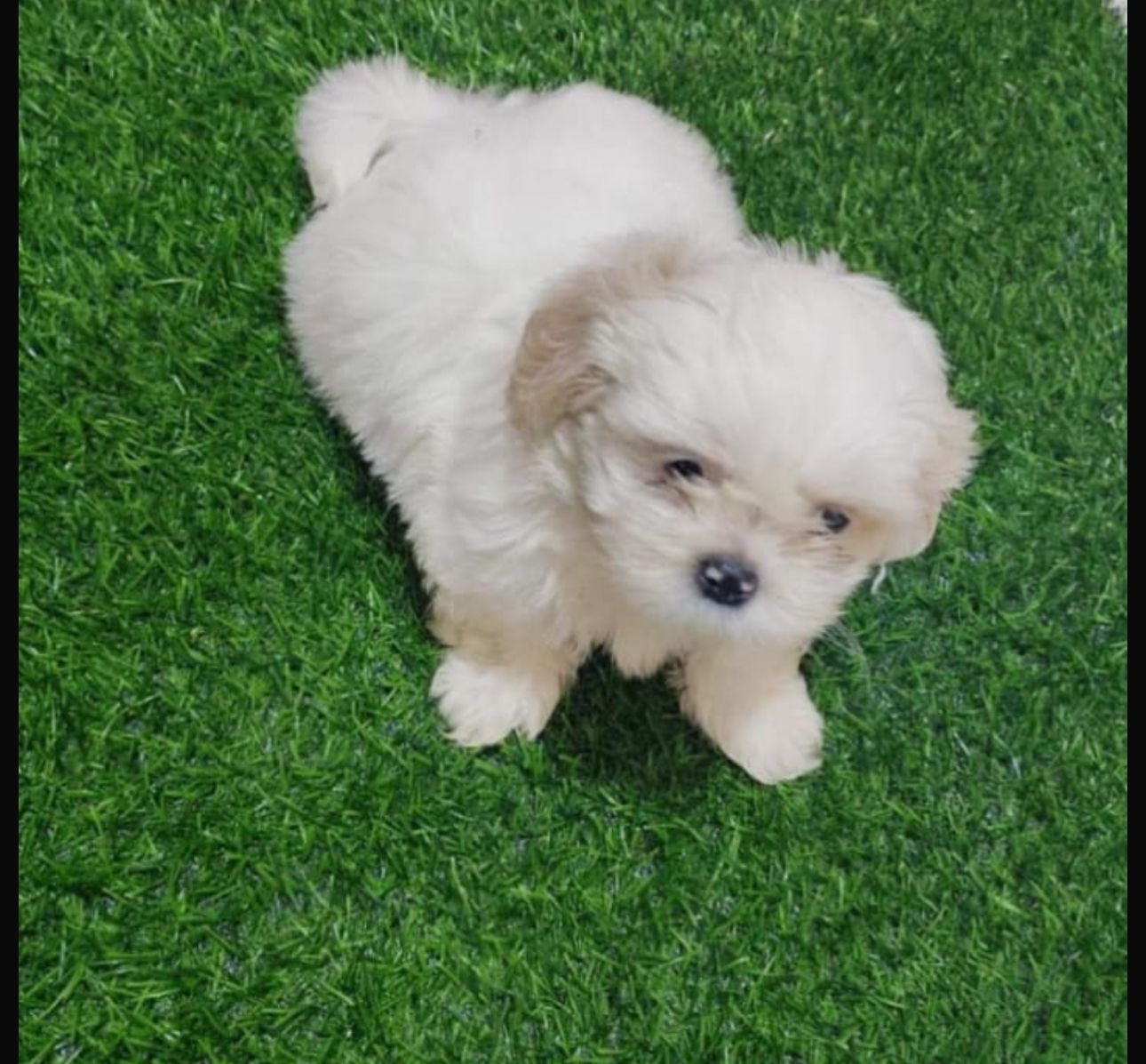 OFERTA CACHORRO SHIH TZU MACHO EN SNATO DOMINGO Y VACUNA AL DIA  Foto 7297912-1.jpg
