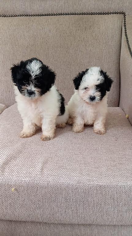 OFERTA CACHORRO SHIPOO MACHO EN SANTO DOMINGO Y TODO AL DIA Foto 7297913-1.jpg