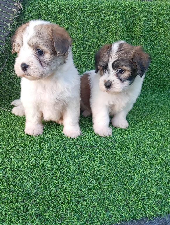 OFERTA CACHORRO SHIPOO AMBOS SEXO EN SANTO DOMINGO VACUNADOS Foto 7298169-1.jpg
