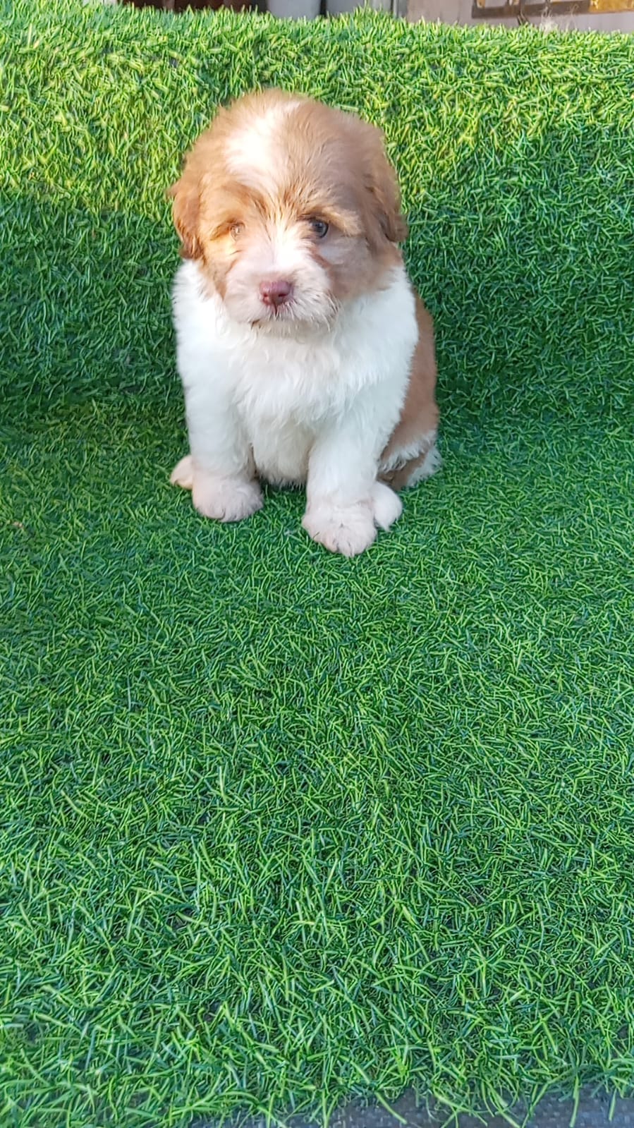 OFERTA CACHORRO SHIPOO AMBOS SEXO EN SANTO DOMINGO VACUNADOS Foto 7298169-2.jpg