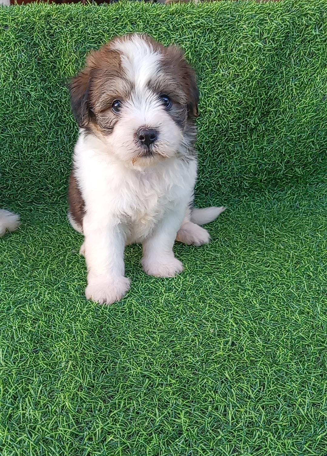 OFERTA CACHORRO SHIPOO AMBOS SEXO EN SANTO DOMINGO VACUNADOS Foto 7298169-3.jpg
