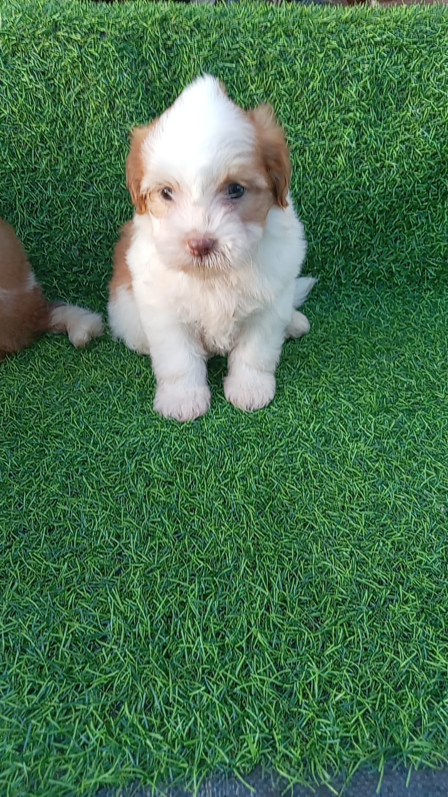OFERTA CACHORRO SHIPOO AMBOS SEXO EN SANTO DOMINGO VACUNADOS Foto 7298169-4.jpg
