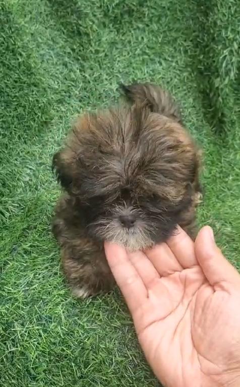 OFERTA CACHORRO SHIH TZU HEMBRA EN SANTO DOMINGO Y VACUNA AL DIA  Foto 7298601-1.jpg