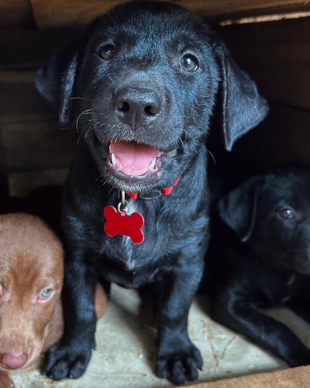 OFERTA CACHORRO LABRADOR MACHO EN SANTO DOMINGO Y VACUNA AL DIA  Foto 7298602-1.jpg