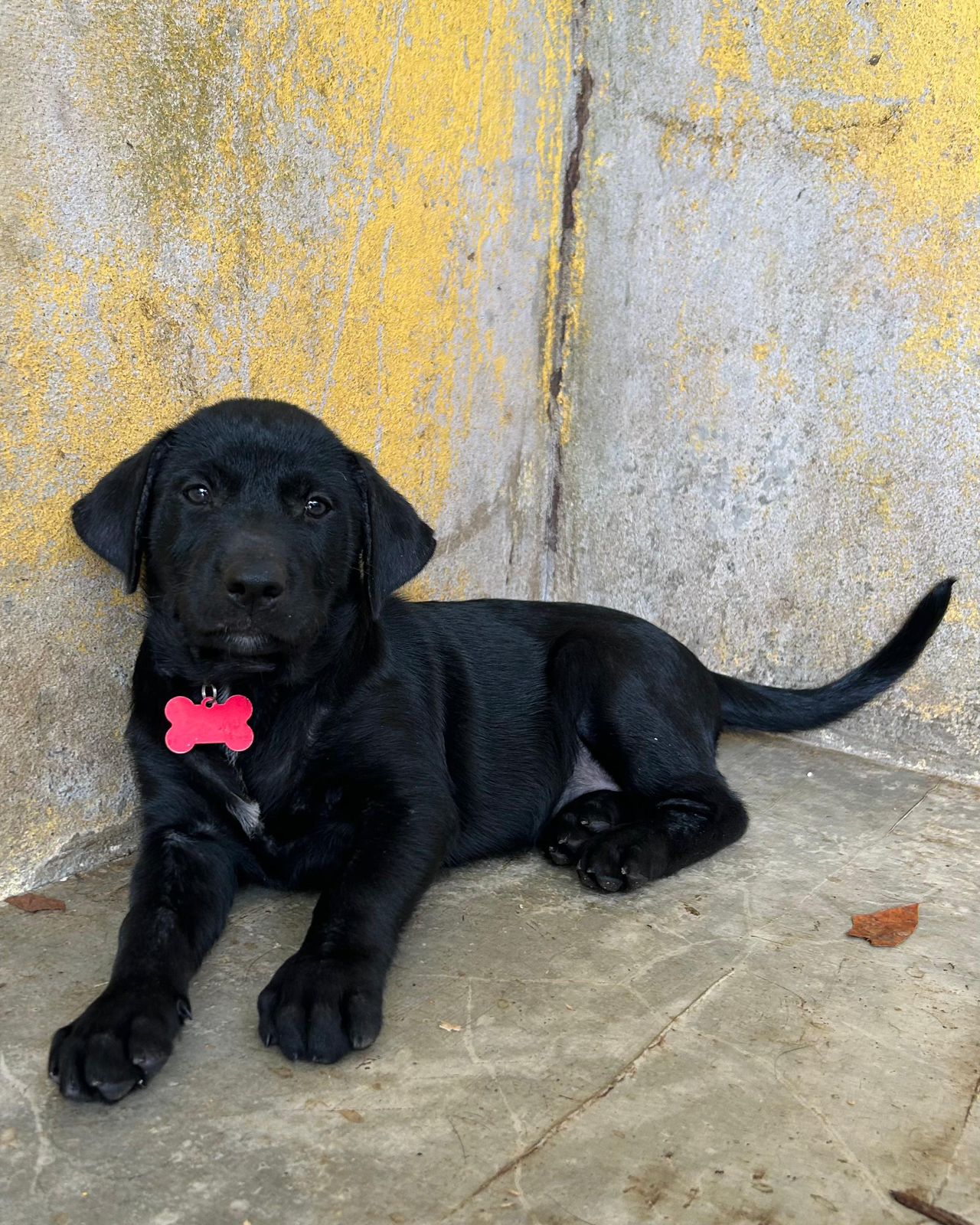 OFERTA CACHORRO LABRADOR MACHO EN SANTO DOMINGO Y VACUNA AL DIA  Foto 7298602-2.jpg