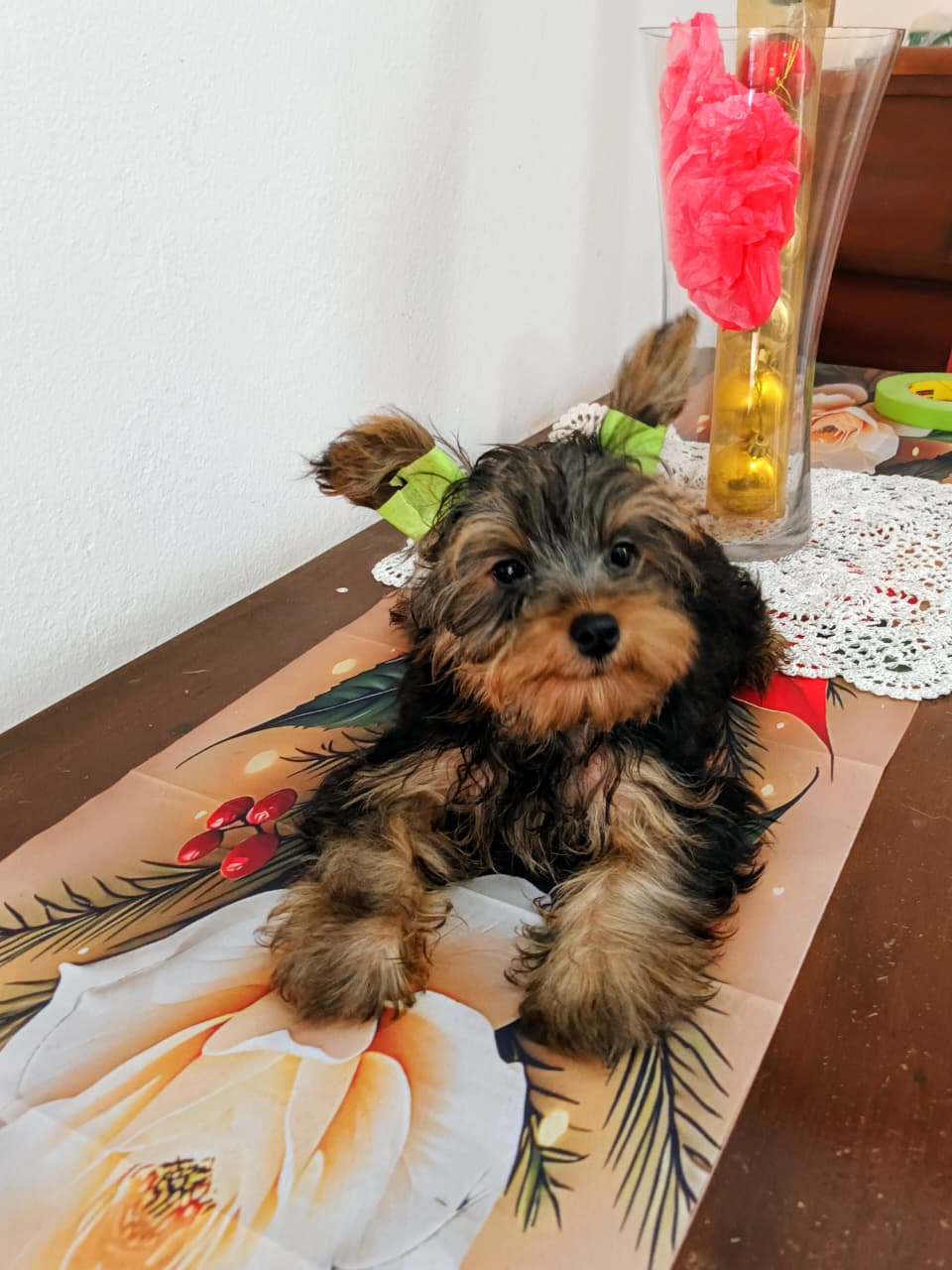OFERTA CACHORRO YORKIE MACHO EN SANTO DOMINGO VACUNA AL DIA Foto 7298603-1.jpg