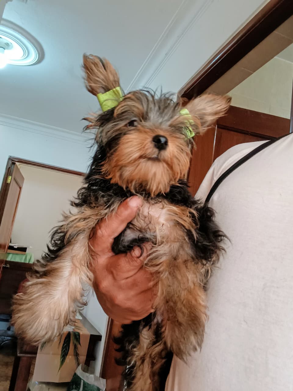 OFERTA CACHORRO YORKIE MACHO EN SANTO DOMINGO VACUNA AL DIA Foto 7298603-2.jpg