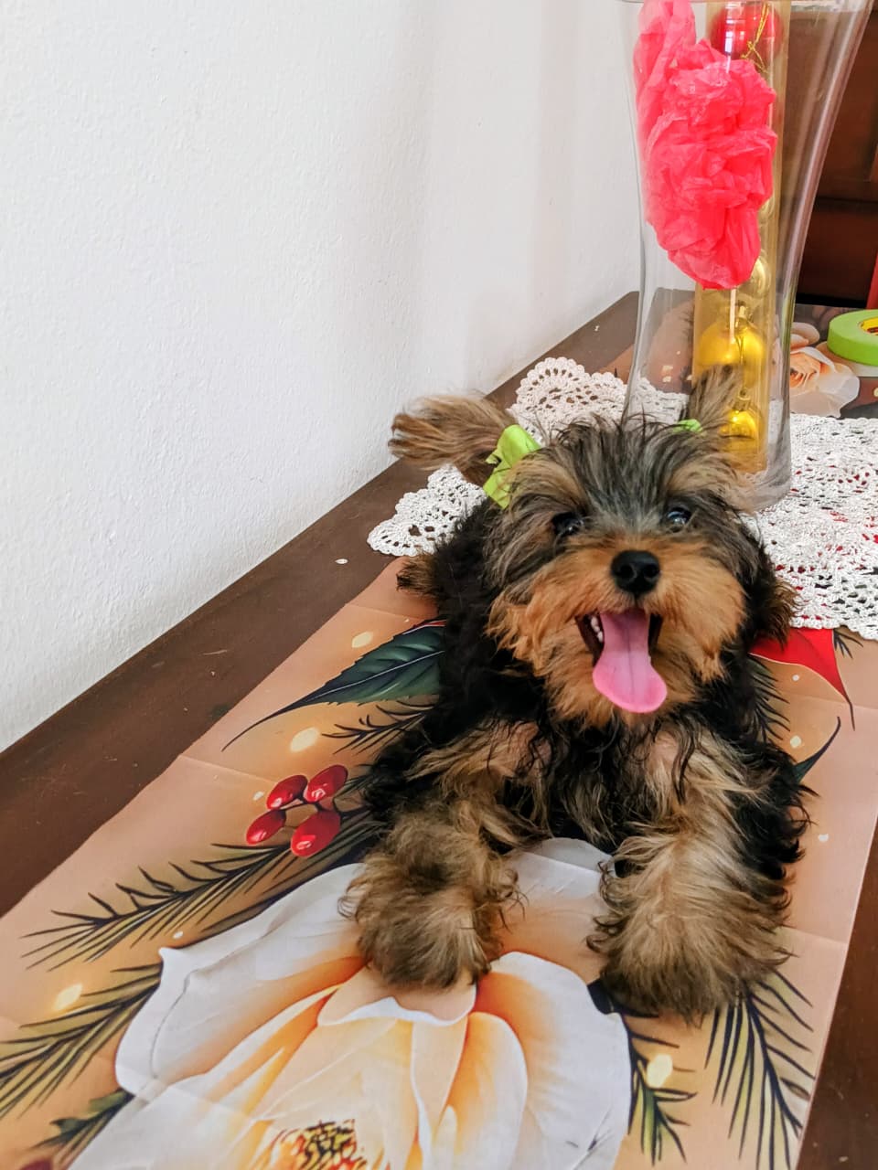 OFERTA CACHORRO YORKIE MACHO EN SANTO DOMINGO VACUNA AL DIA Foto 7298603-3.jpg