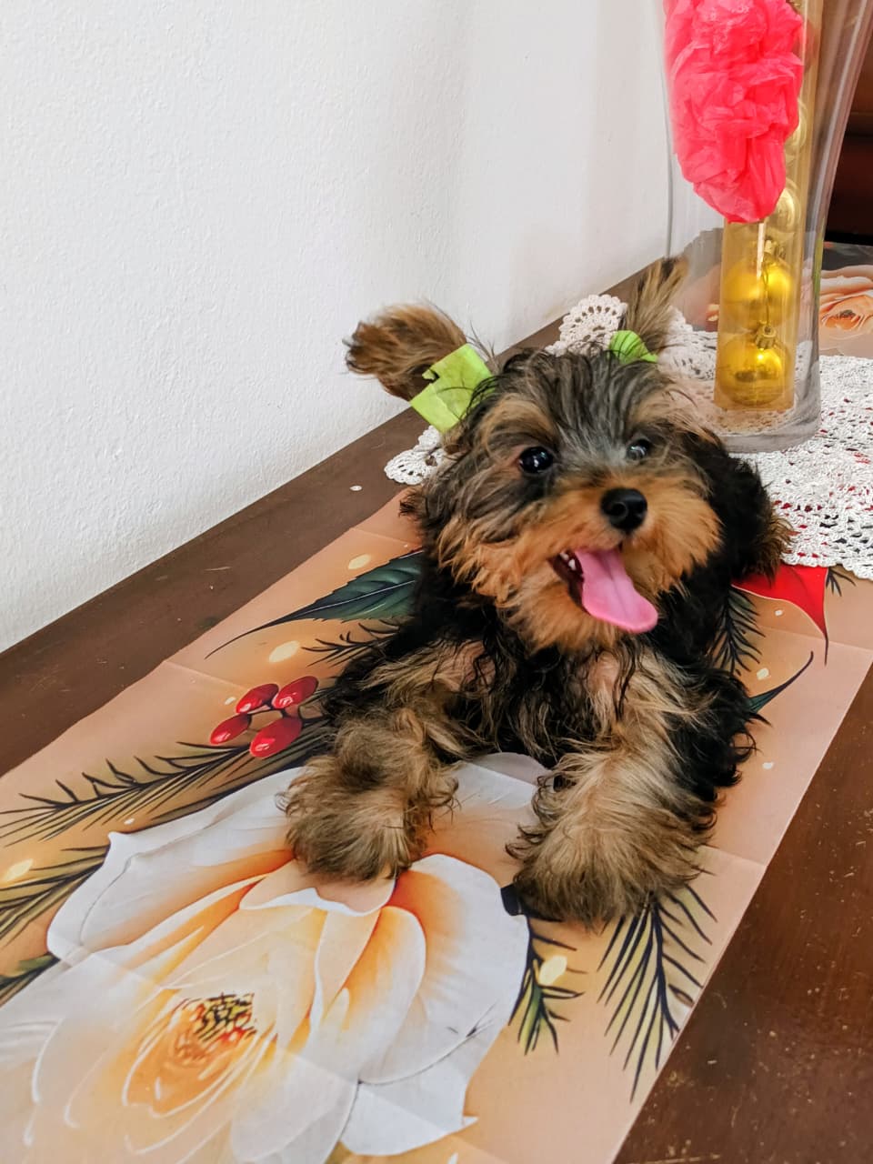 OFERTA CACHORRO YORKIE MACHO EN SANTO DOMINGO VACUNA AL DIA Foto 7298603-4.jpg
