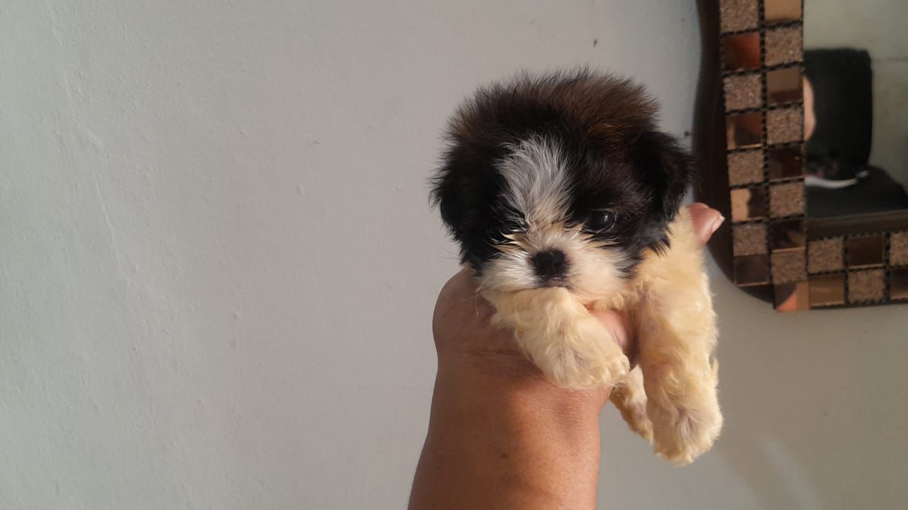 OFERTA CACHORRO SHIH TZU TOY MACHO UBICADO EN SANTO DOMINGO Y VACUNADO Foto 7298604-1.jpg