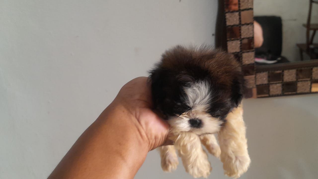 OFERTA CACHORRO SHIH TZU TOY MACHO UBICADO EN SANTO DOMINGO Y VACUNADO Foto 7298604-2.jpg