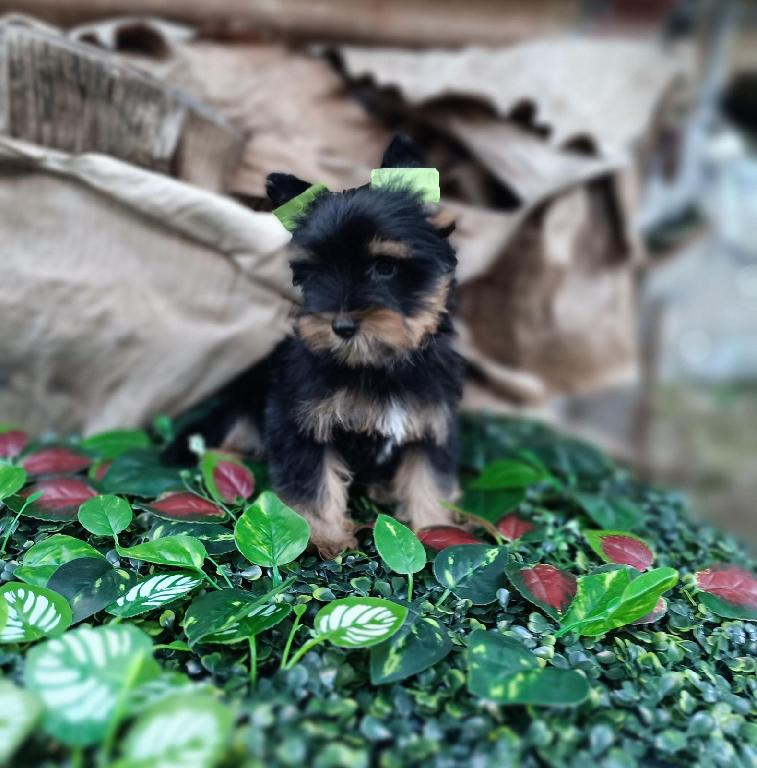 OFERTA CACHORRO YORKIE HEMBRA EN SANTO DOMINGO Y VACUNADA Foto 7298605-1.jpg