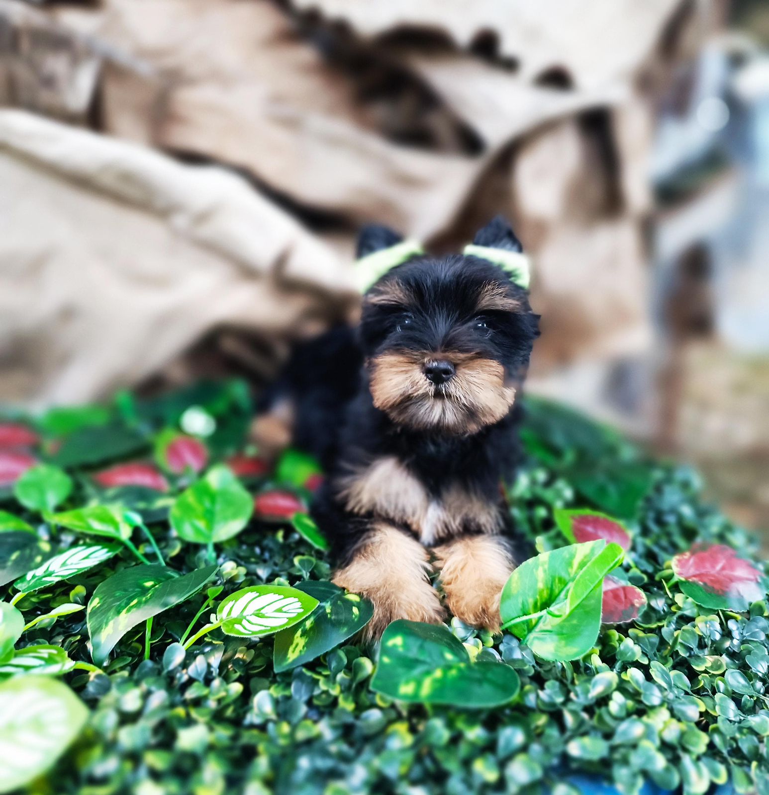 OFERTA CACHORRO YORKIE HEMBRA EN SANTO DOMINGO Y VACUNADA Foto 7298605-2.jpg