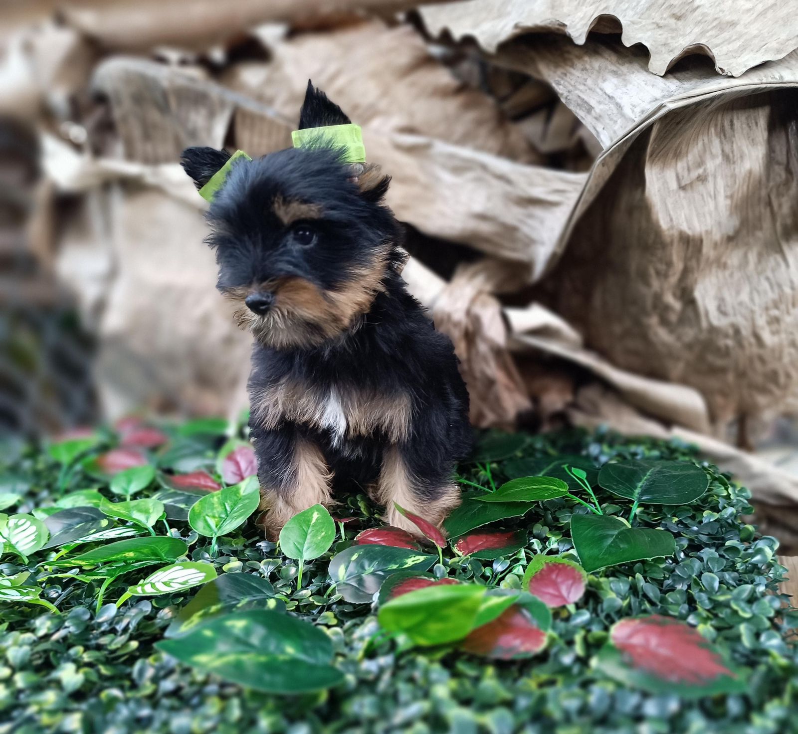OFERTA CACHORRO YORKIE HEMBRA EN SANTO DOMINGO Y VACUNADA Foto 7298605-3.jpg