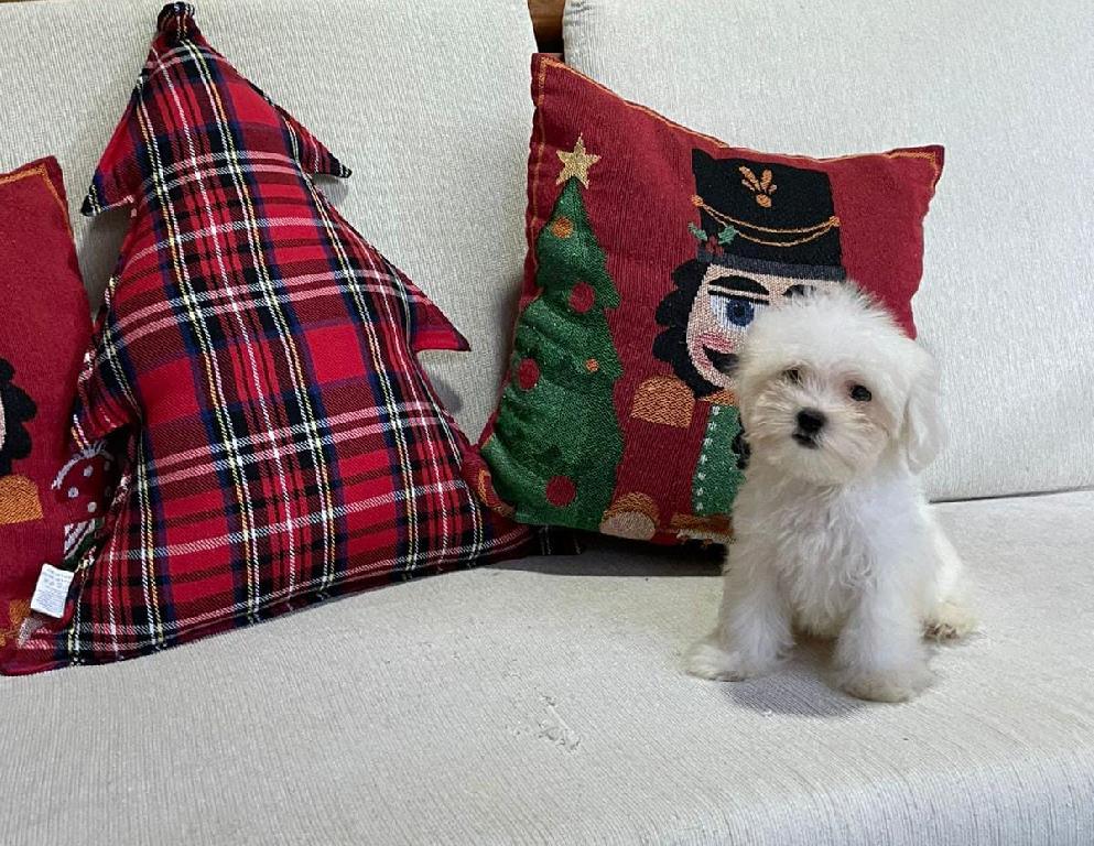 OFERTA CACHORRO MALTES MACHO EN SANTO DOMINGO CON SU VACUNA Foto 7298606-1.jpg