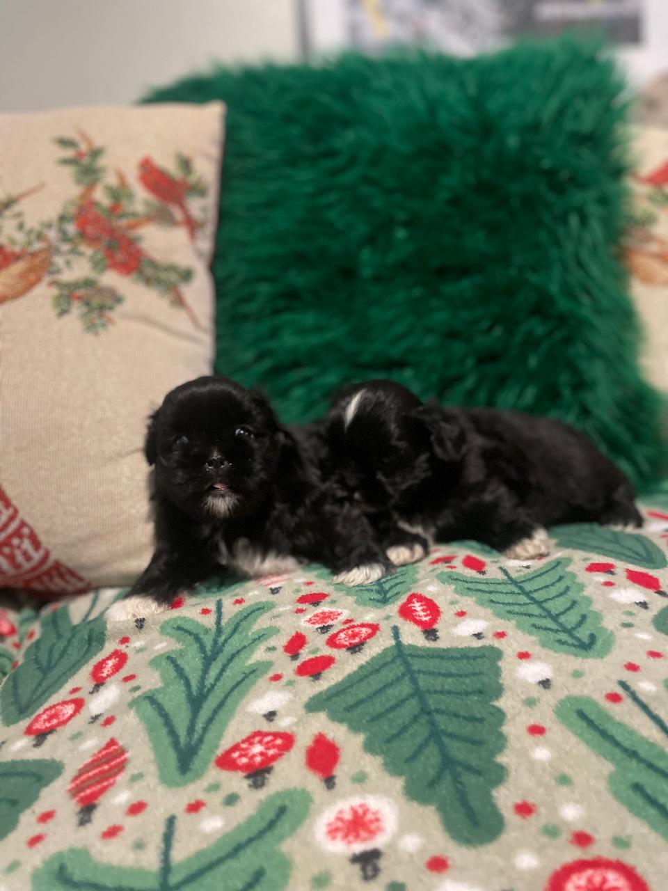 OFERTA CACHORRO SHIH TZU HEMBRA EN SANTO DOMINGO Y VACUNA AL DIA  Foto 7298607-1.jpg