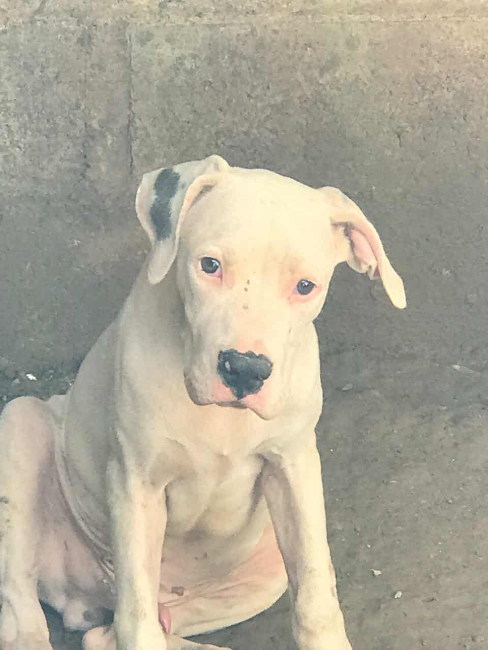 Dogo argentino para monta  Foto 7298814-2.jpg