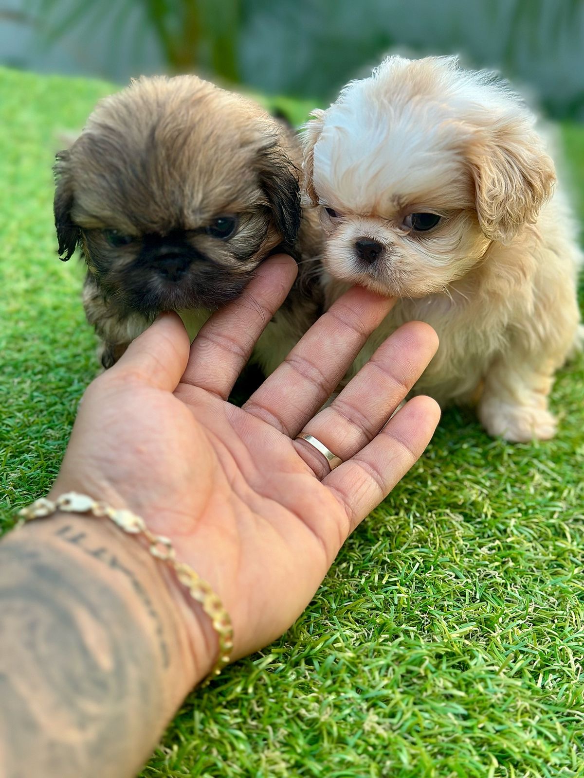 Pekines Ambos Sexos  Foto 7299575-2.jpg