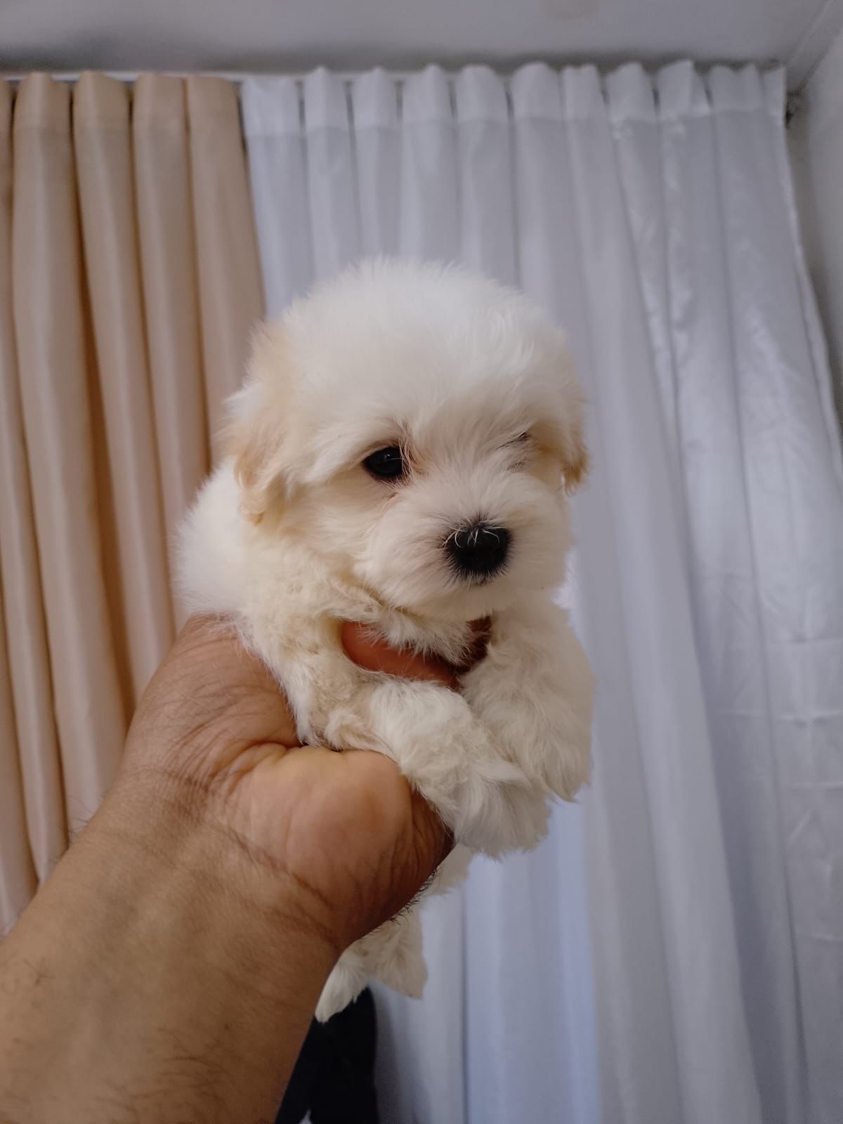 OFERTA CACHORRO MALTES MACHO EN SANTO DOMINGO CON SU VACUNA Foto 7299594-1.jpg