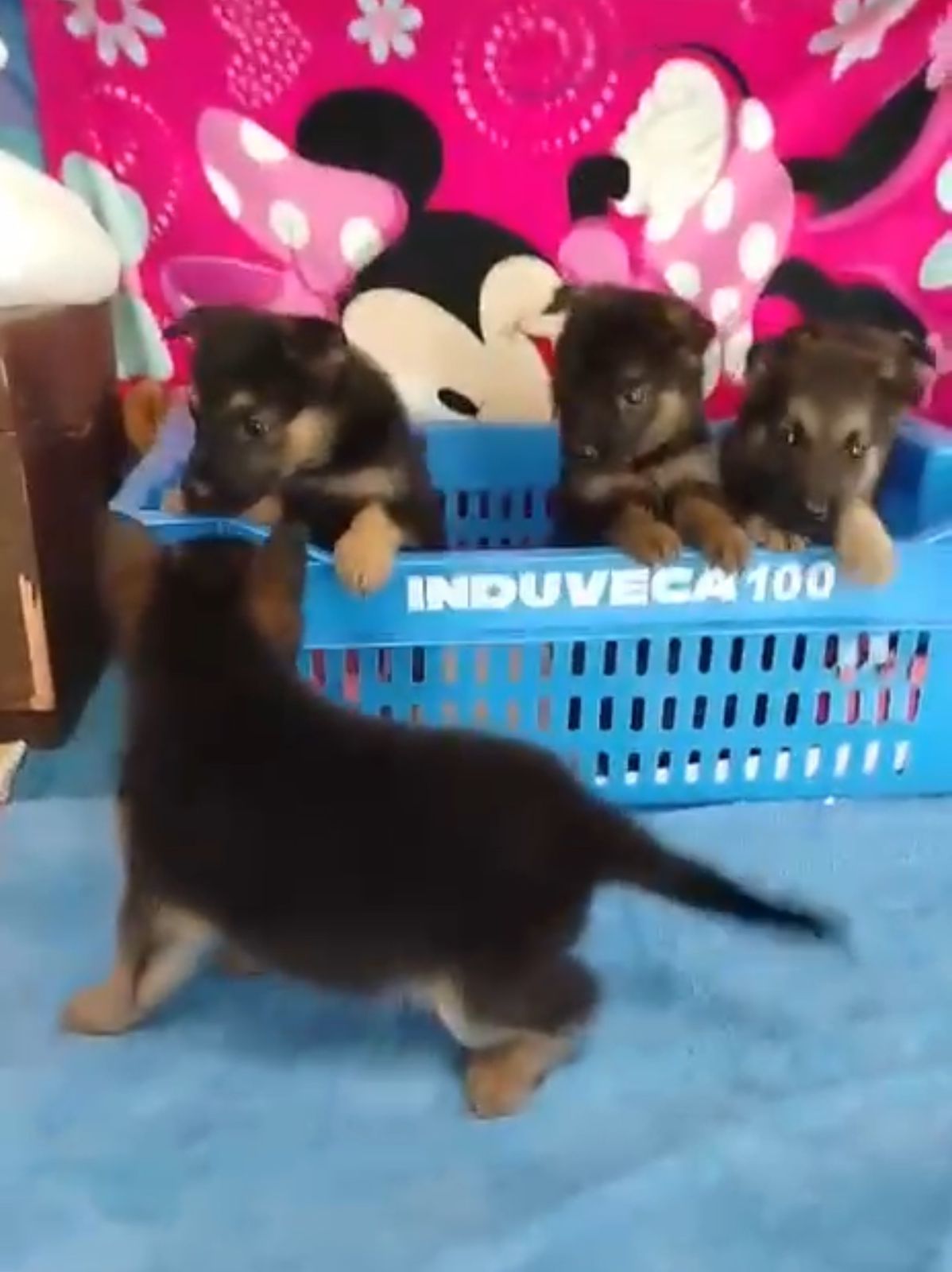OFERTA CACHORRO PASTOR ALEMAN AMBOS SEXO EN SANTO DOMINGO Y VACUNADO Foto 7299596-1.jpg