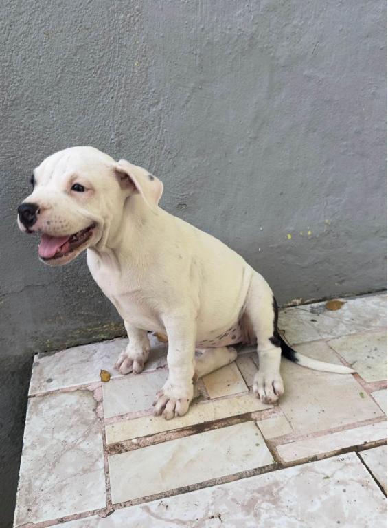 OFERTA CACHORRO PITBULL HEMBRA EN SANTO DOMINGO VACUNADO Foto 7299598-1.jpg