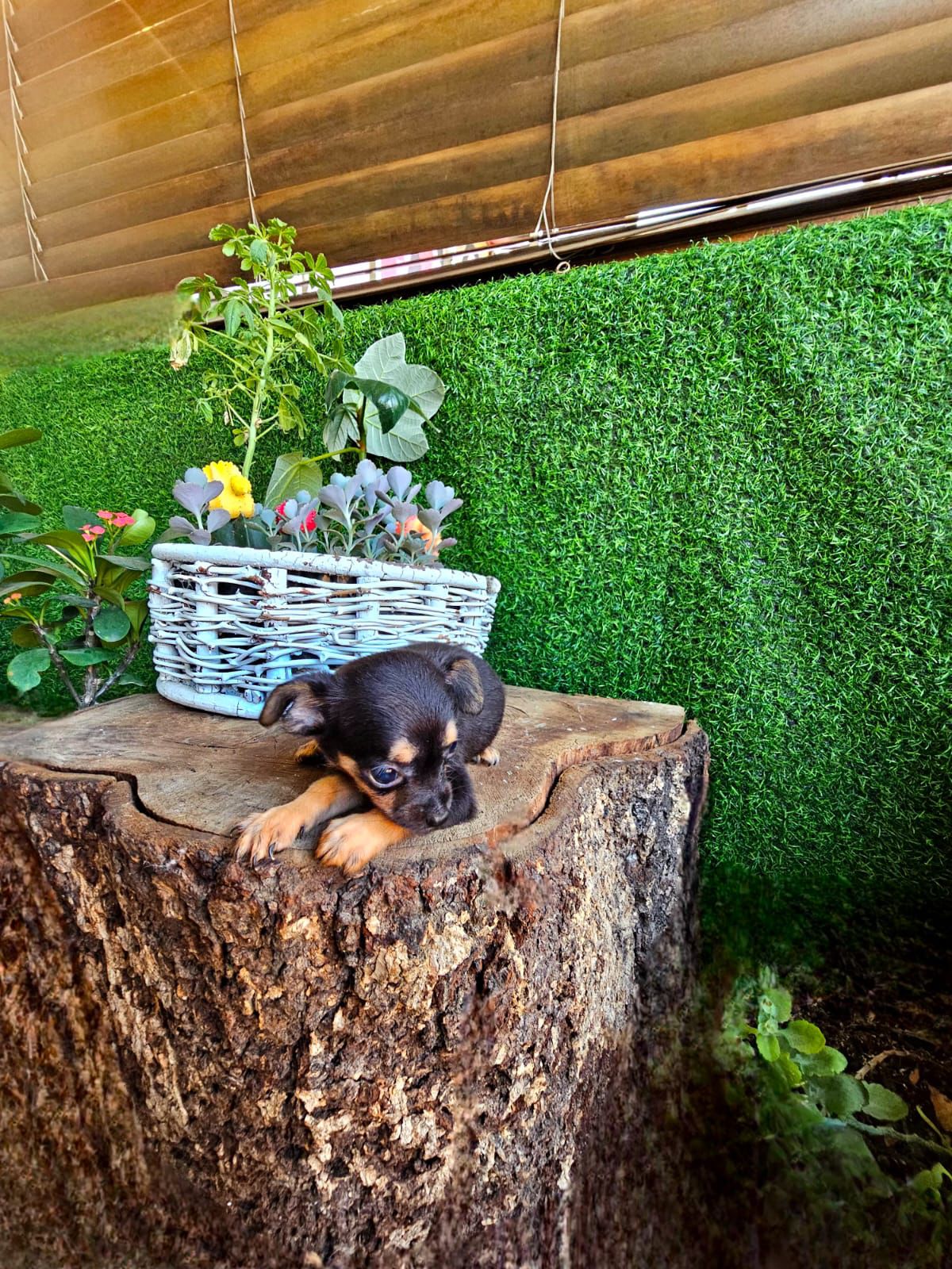OFERTA CACHORRO CHIHUAHUA HEMBRA EN SANTO DOMINGO VACUNA AL DIA Foto 7299602-2.jpg
