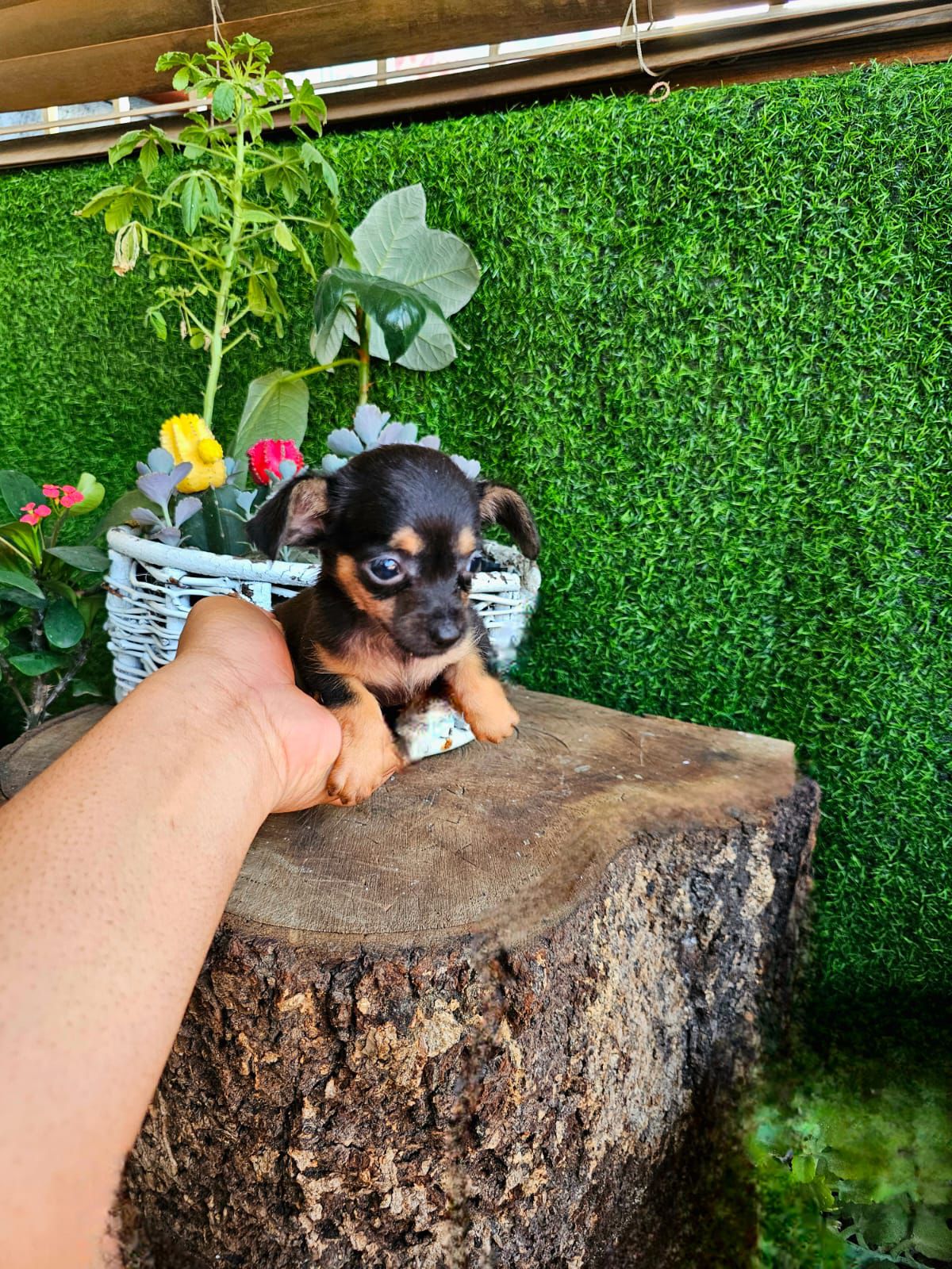 OFERTA CACHORRO CHIHUAHUA HEMBRA EN SANTO DOMINGO VACUNA AL DIA Foto 7299602-3.jpg