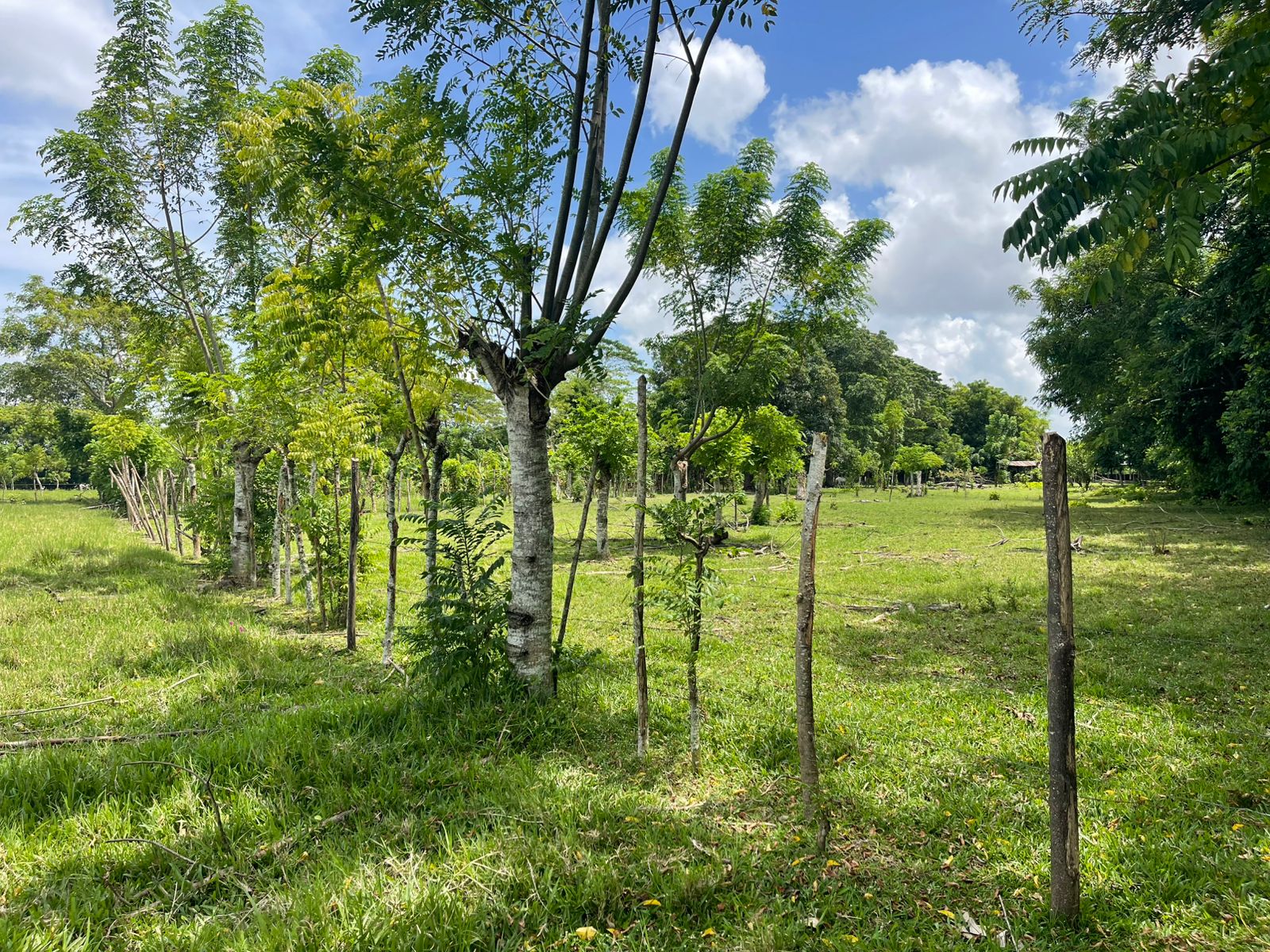 Finca de 96 tareas ganaderas y agrícolas con hermoso río totalmente ll Foto 7300445-6.jpg