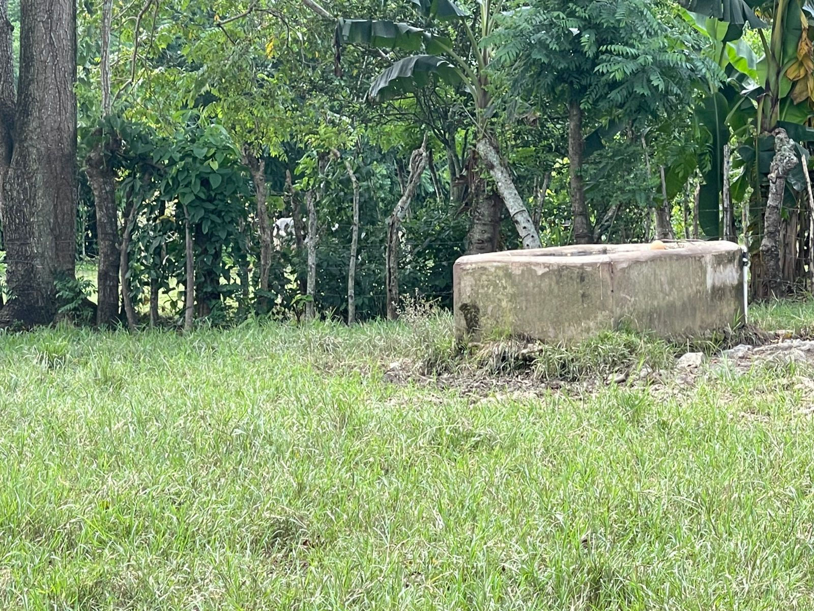 Finca de 96 tareas ganaderas y agrícolas con hermoso río totalmente ll Foto 7300445-7.jpg
