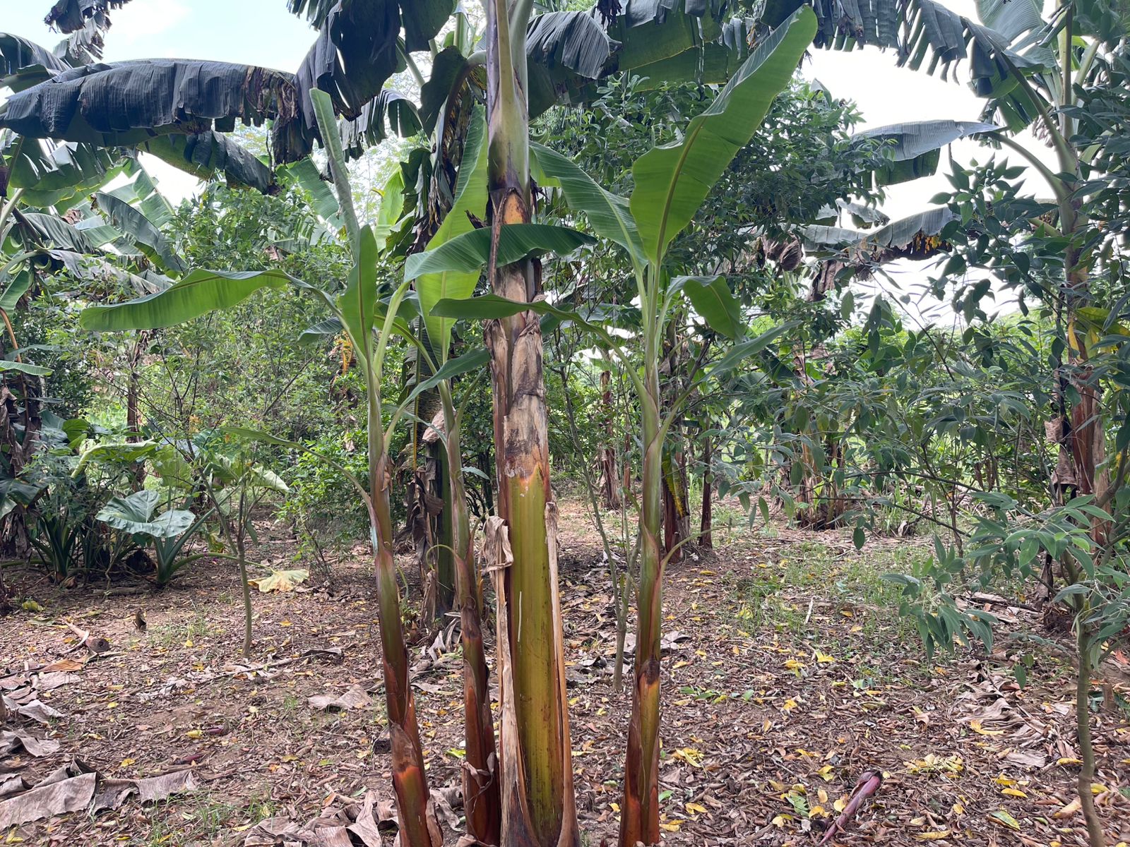 Finca de 96 tareas ganaderas y agrícolas con hermoso río totalmente ll Foto 7300445-9.jpg