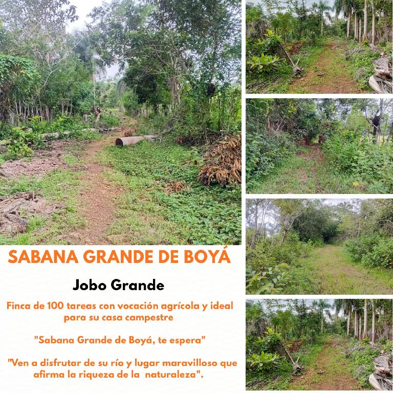 Finca de 100 tareas totalmente llanas con vocación Agrícola en Sabana  Foto 7300447-1.jpg