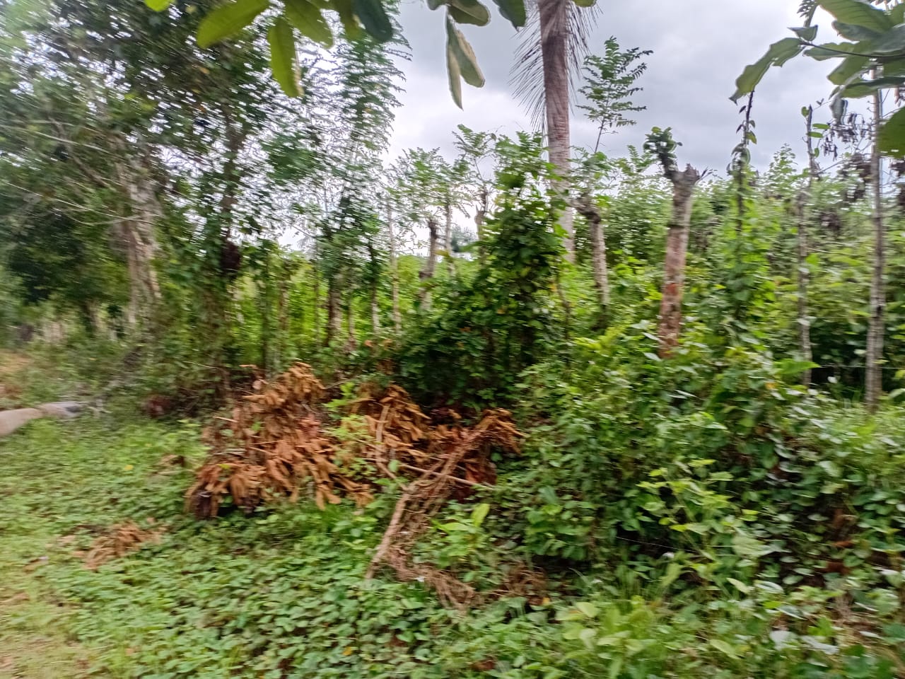 Finca de 100 tareas totalmente llanas con vocación Agrícola en Sabana  Foto 7300447-2.jpg