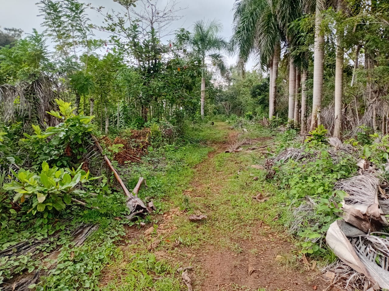 Finca de 100 tareas totalmente llanas con vocación Agrícola en Sabana  Foto 7300447-3.jpg