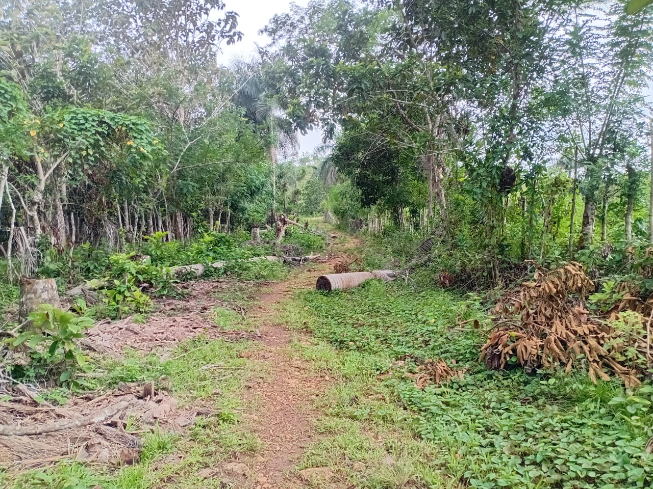 Finca de 100 tareas totalmente llanas con vocación Agrícola en Sabana  Foto 7300447-4.jpg