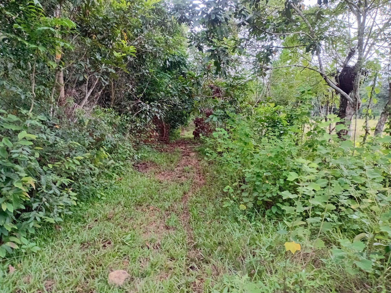 Finca de 100 tareas totalmente llanas con vocación Agrícola en Sabana  Foto 7300447-5.jpg