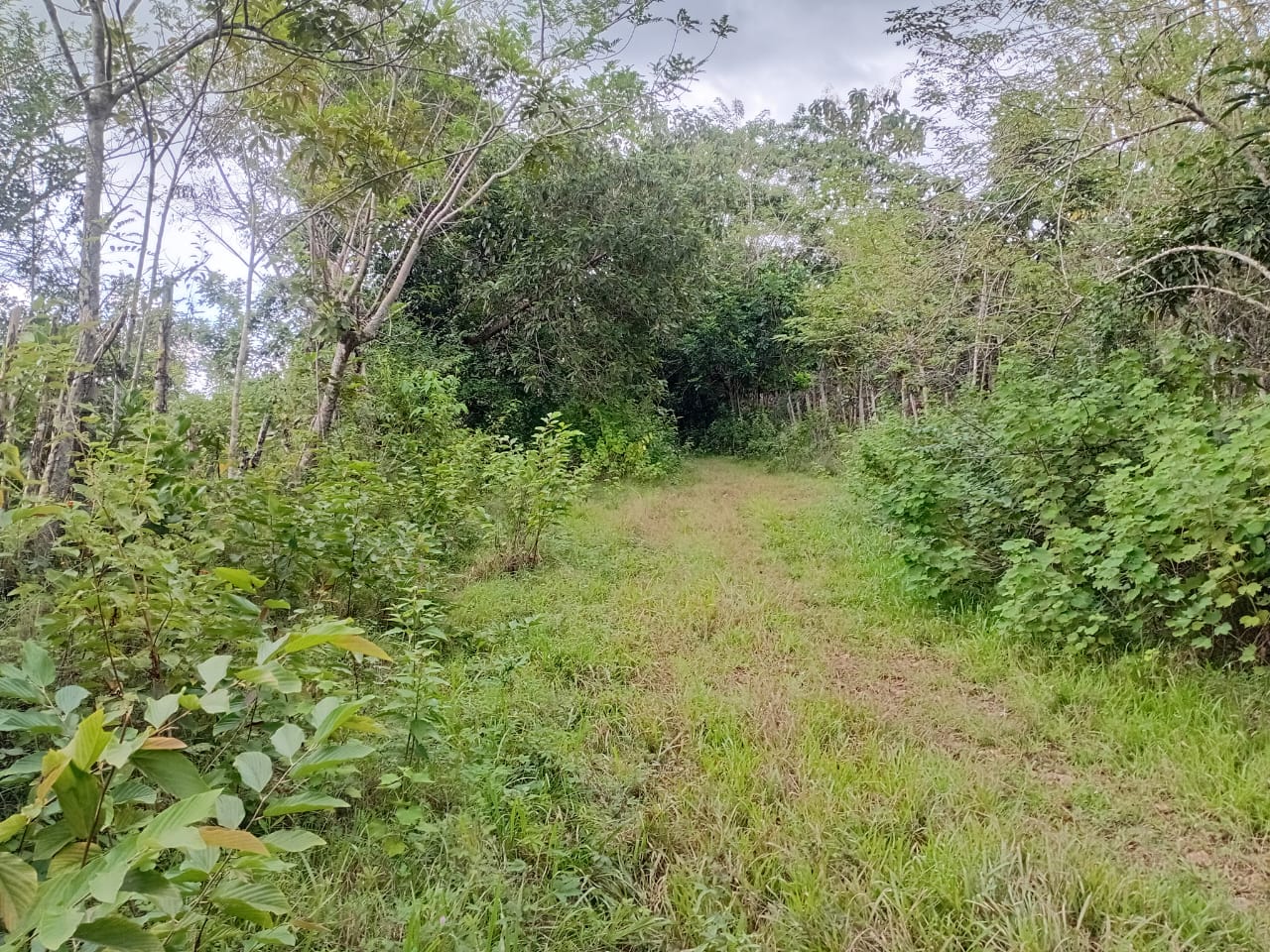 Finca de 100 tareas totalmente llanas con vocación Agrícola en Sabana  Foto 7300447-6.jpg