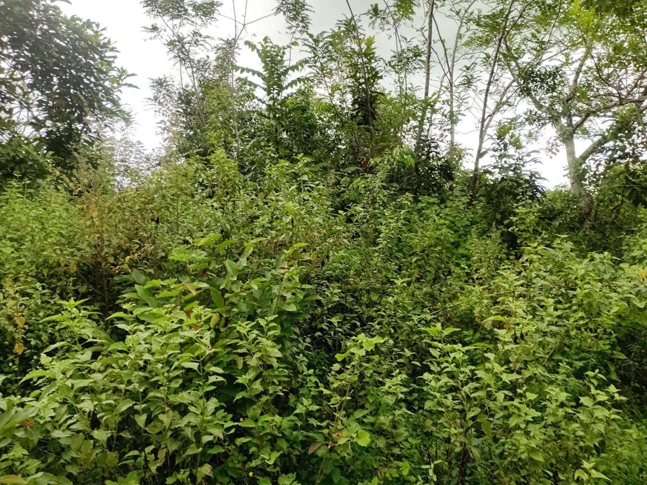 Finca de 100 tareas totalmente llanas con vocación Agrícola en Sabana  Foto 7300447-7.jpg
