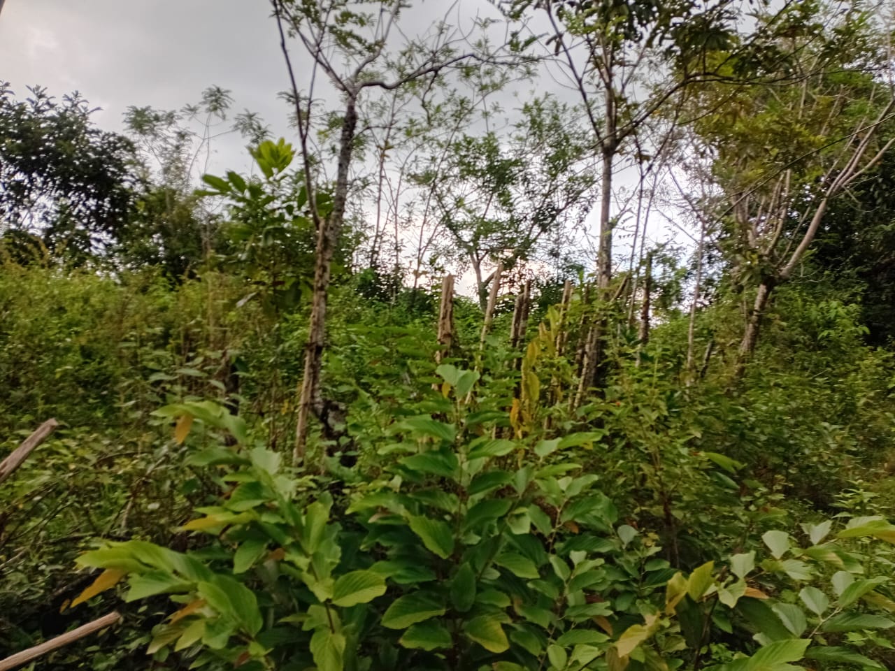 Finca de 100 tareas totalmente llanas con vocación Agrícola en Sabana  Foto 7300447-8.jpg