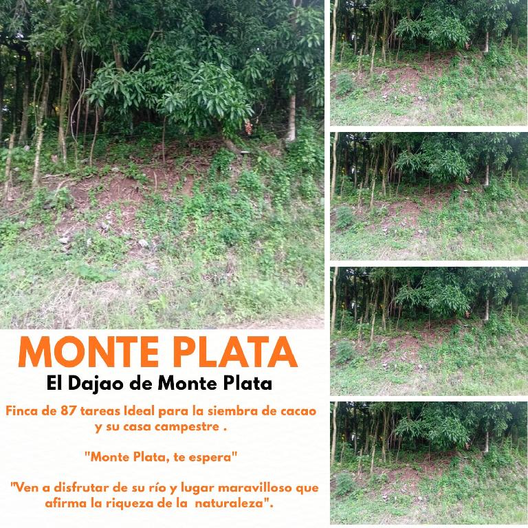 Finca de 87 tareas en su mayoría sembradas de cacao en Monte Plata Foto 7300464-1.jpg