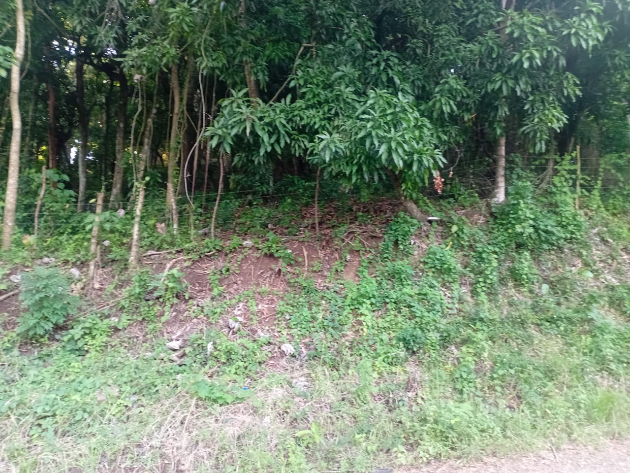 Finca de 87 tareas en su mayoría sembradas de cacao en Monte Plata Foto 7300464-2.jpg