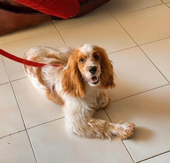 Cocker Spaniel  Foto 7300628-1.jpg