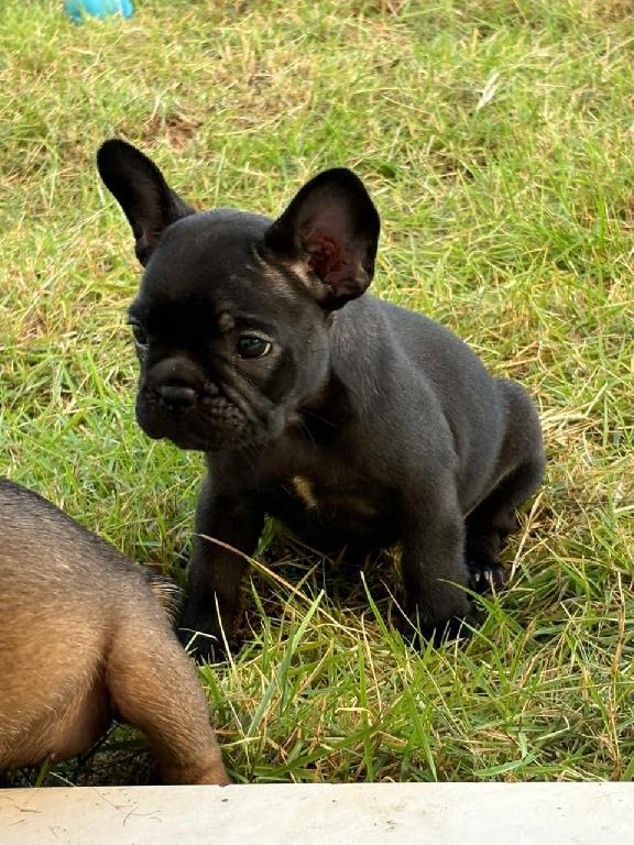 OFERTA CACHORRO BULLDOG FRANCES AMBOS SEXO EN SANTO DOMINGO CON TODO A Foto 7300638-1.jpg