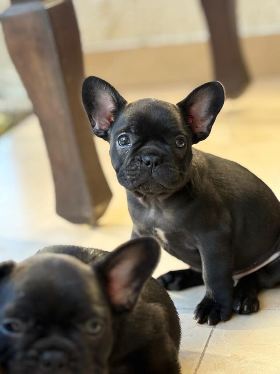OFERTA CACHORRO BULLDOG FRANCES AMBOS SEXO EN SANTO DOMINGO CON TODO A Foto 7300638-2.jpg