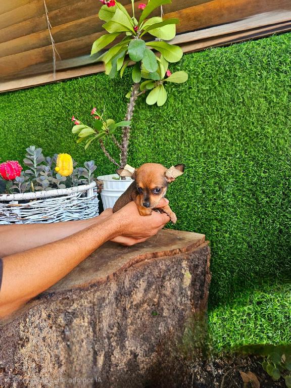 OFERTA CACHORRO CHIHUAHUA HEMBRA EN SANTO DOMINGO VACUNA AL DIA Foto 7300640-1.jpg
