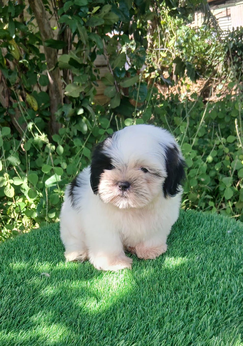 OFERTA CACHORRO SHIH TZU MACHO EN SNATO DOMINGO Y VACUNA AL DIA  Foto 7300641-2.jpg