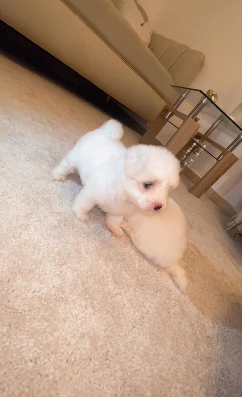 OFERTA CACHORRO MALTES AMBOS SEXO EN SANTO DOMINGO CON SU VACUNA Foto 7300642-1.jpg