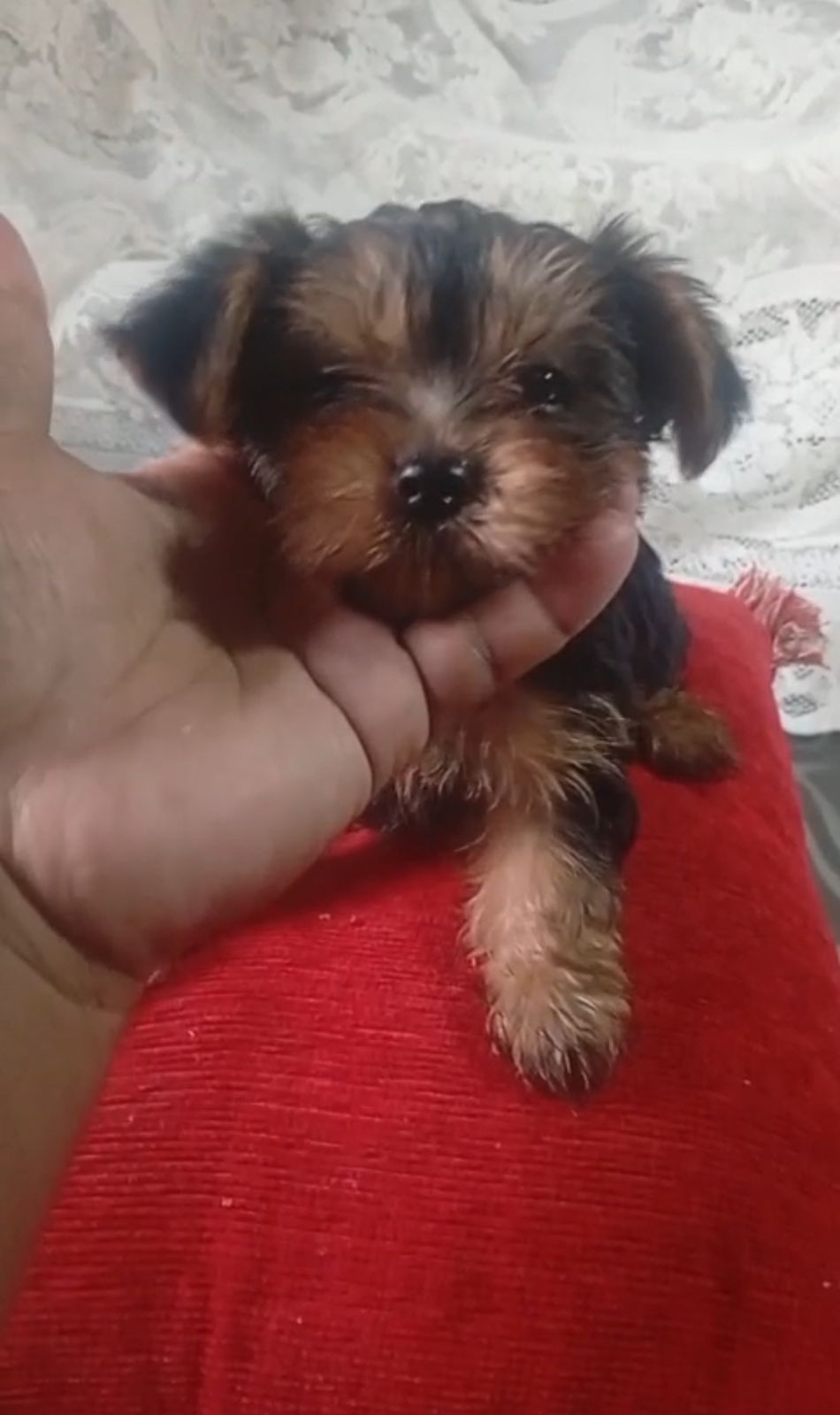OFERTA CACHORRO YORKIE AMBOS SEXO EN SANTO DOMINGO Y VACUNADOS Foto 7300643-1.jpg