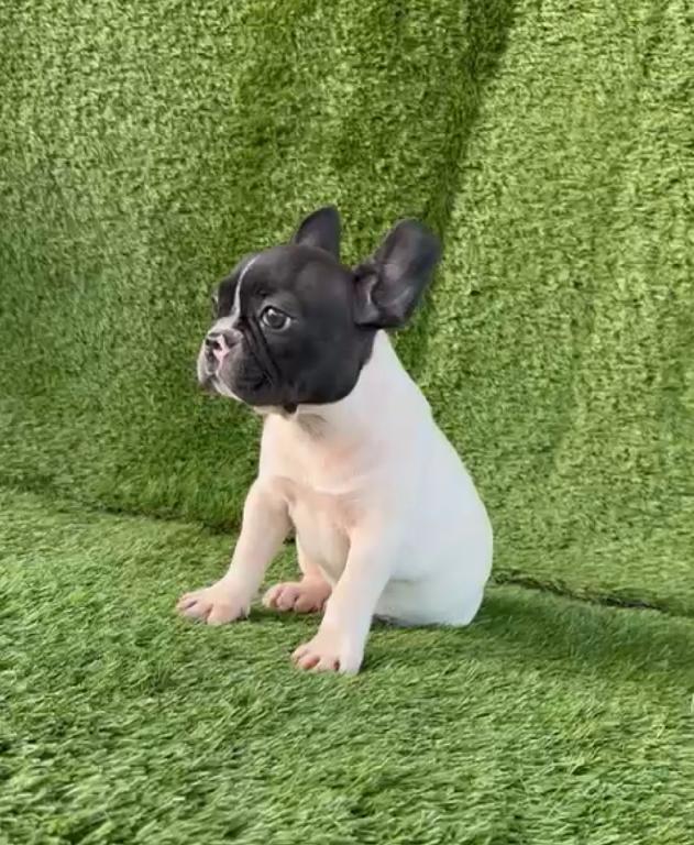 OFERTA CACHORRO BULLDOG FRANCES AMBOS SEXO EN SANTO DOMINGO CON TODO A Foto 7300644-1.jpg